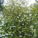 Poncirus trifoliata (3)